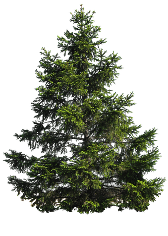 Christmas Fir Tree Download Png Image (black)