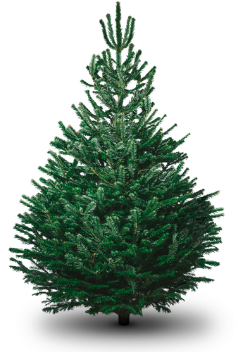 Christmas Fir Tree Green Png (lavender, silver, black, gray, white)