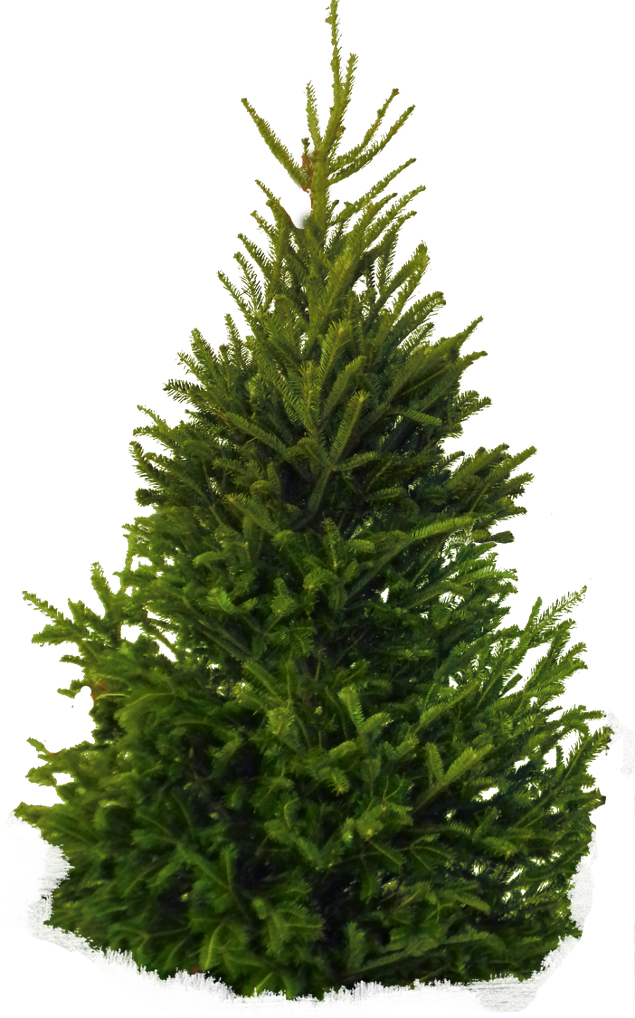 Christmas Fir Tree Png Transparent (black)