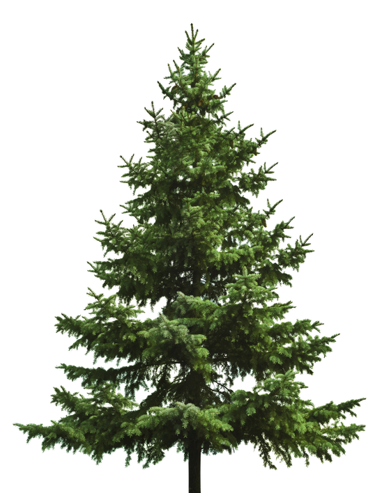 Christmas Fir Tree Pine Png (black, white)