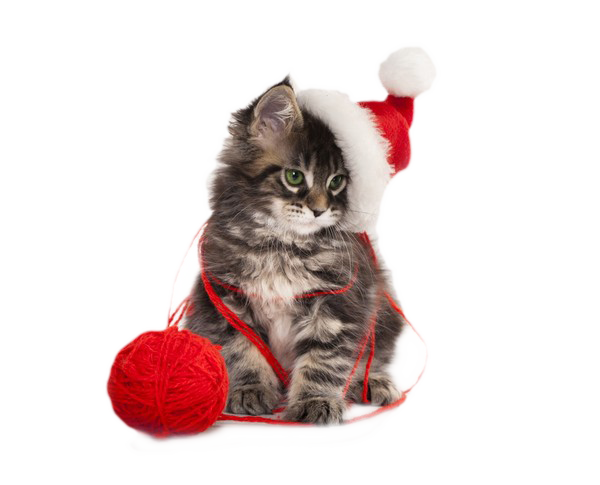 Christmas Kitten Png Hd (white, beige)