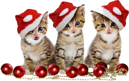 Christmas Kitten Png Image (black, white, red, maroon)