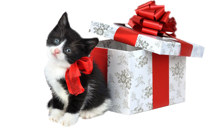 Christmas Kitten Png Transparent Image (black, lavender)