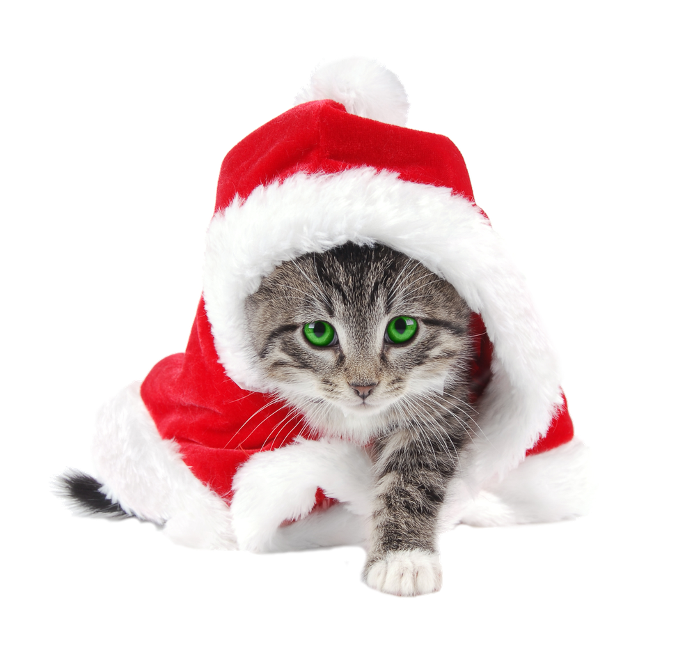 Christmas Kitten Transparent Png (black, white)