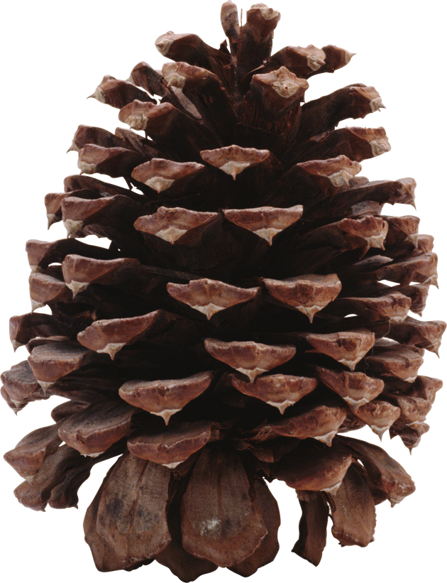 Christmas Pine Cone Background Png (black)