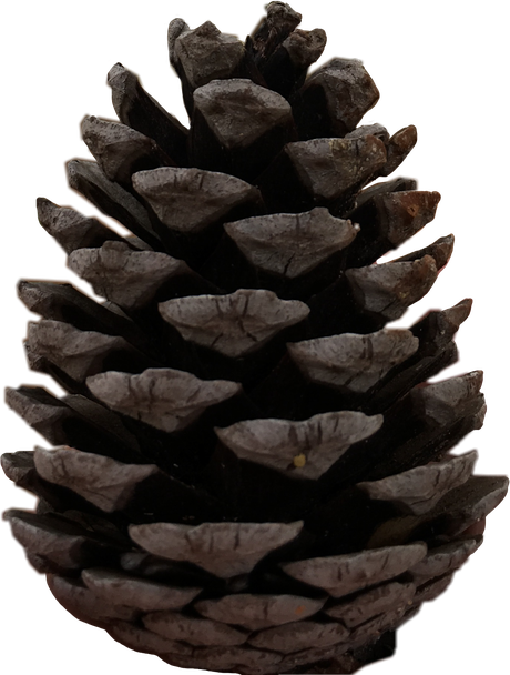 Christmas Pine Cone Png Free Download (black)