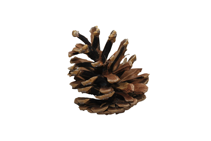 Christmas Pine Cone Png Hd (black, maroon)