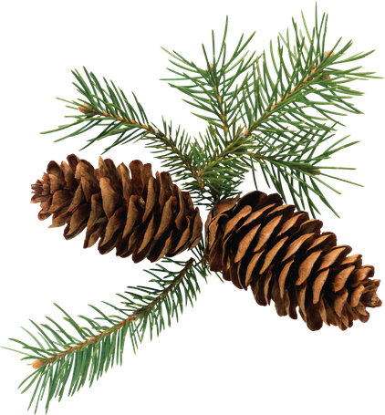 Christmas Pine Cone Png Image (black)