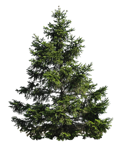 Christmas Pine Tree Png Image (black)