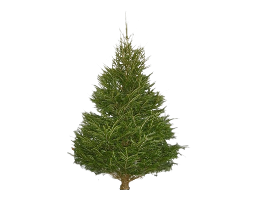 Christmas Pine Tree Png Transparent Image (black)