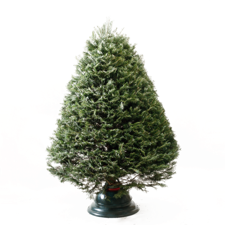 Christmas Pine Tree Png Transparent Picture (white, silver)