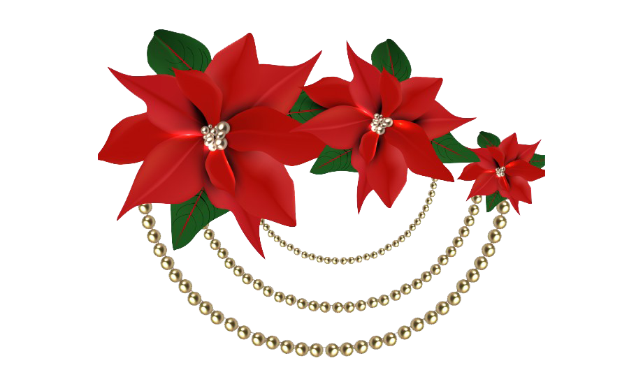 Christmas Poinsettia Png File (maroon, white)