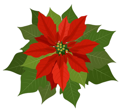 Christmas Poinsettia Png Photo (green, black, red, olive)