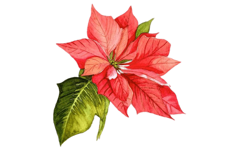 Christmas Poinsettia Png Picture (black)