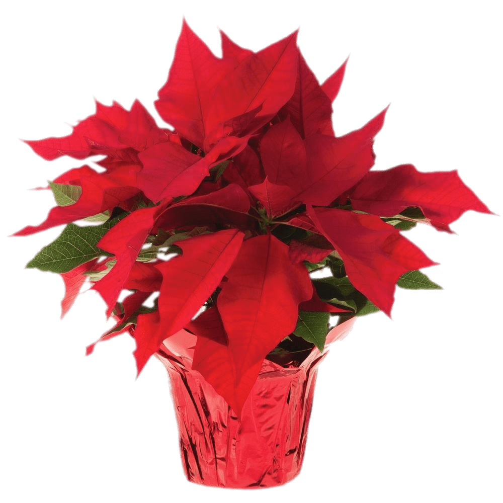 Christmas Poinsettia Png Transparent Image (gray)