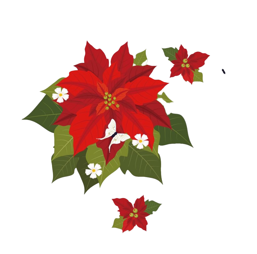 Christmas Poinsettia Png Transparent (red, olive, white)