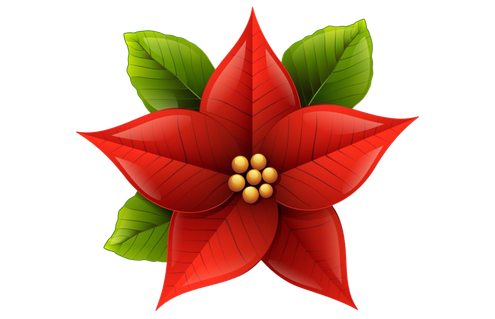 Christmas Poinsettia Transparent Background (red, olive, chocolate, maroon, black)