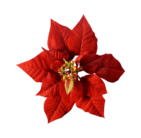 Christmas Poinsettia Transparent Png (black, maroon)