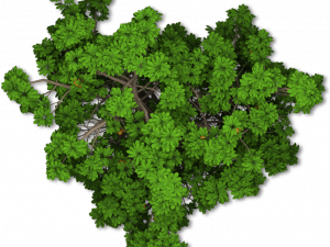 Shrub Png Picture 300X225 (black, green, olive)