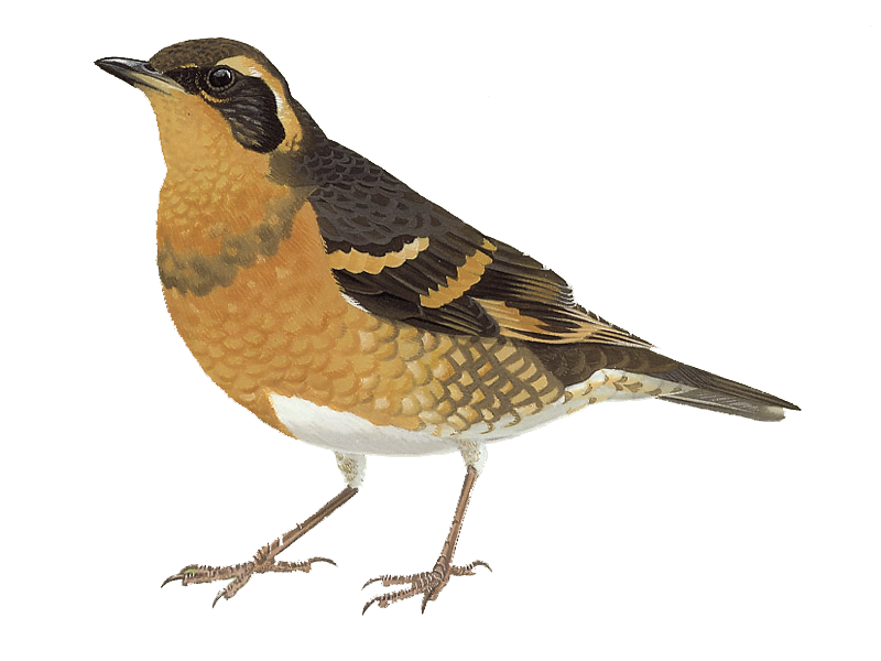 Thrushes Download Png Image (black, chocolate)