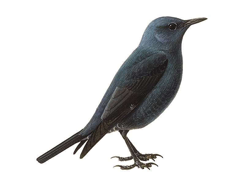 Thrushes Png File (black, silver, lavender, white)