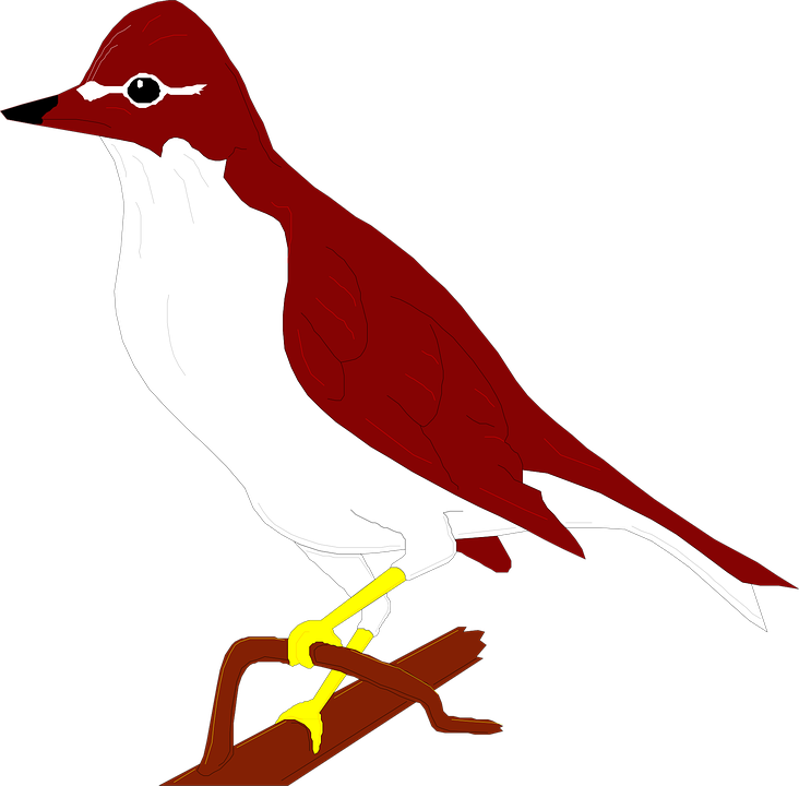 Thrushes Png Free Download (maroon, black, white)