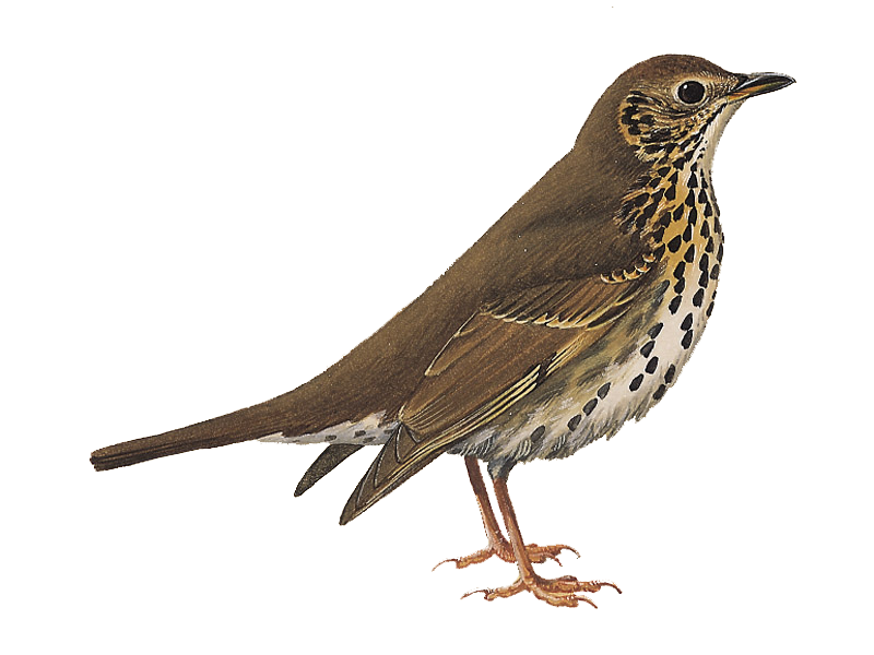 Thrushes Png Hd (olive, white)