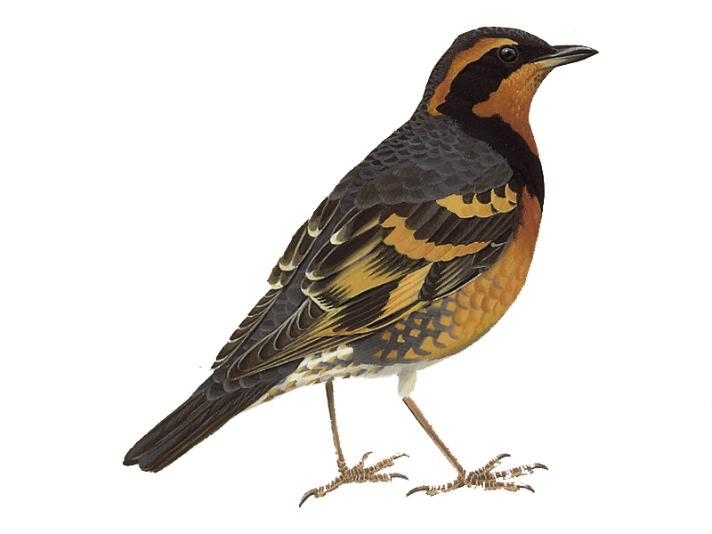 Thrushes Png Isolated Image (indigo, black, white)