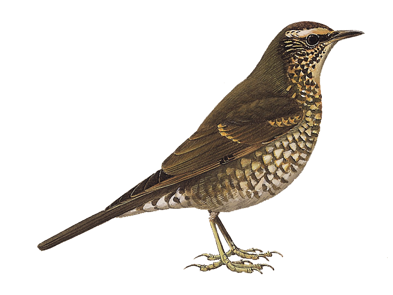 Thrushes Png Isolated Photo (maroon, black)