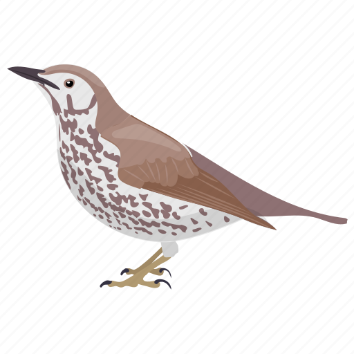 Thrushes Png Photos (black)