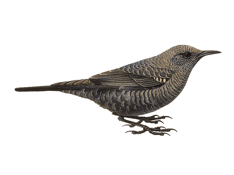 Thrushes Png Pic (lavender, beige, black, white, silver)