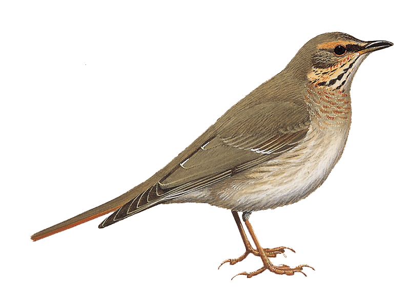 Thrushes Png Picture (gray, white)