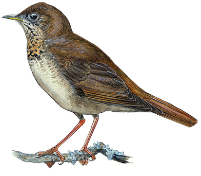 Thrushes Png Transparent (black, white)