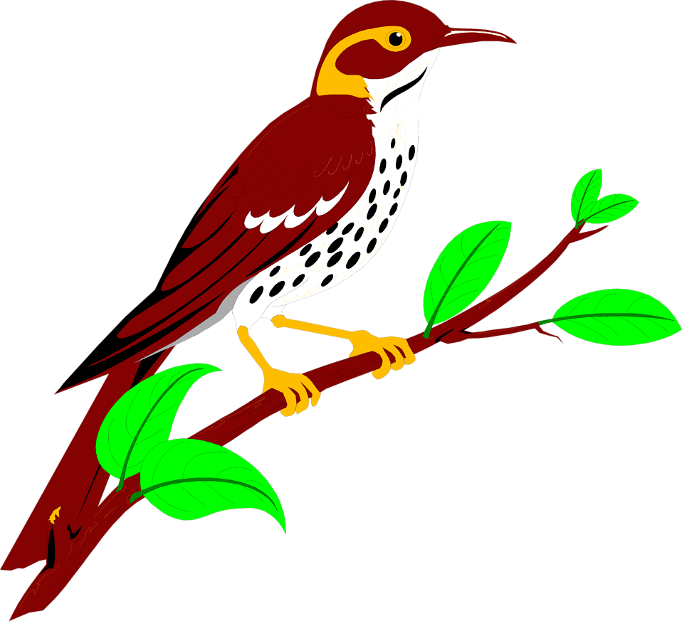 Thrushes Png (maroon, lime, gray, white)