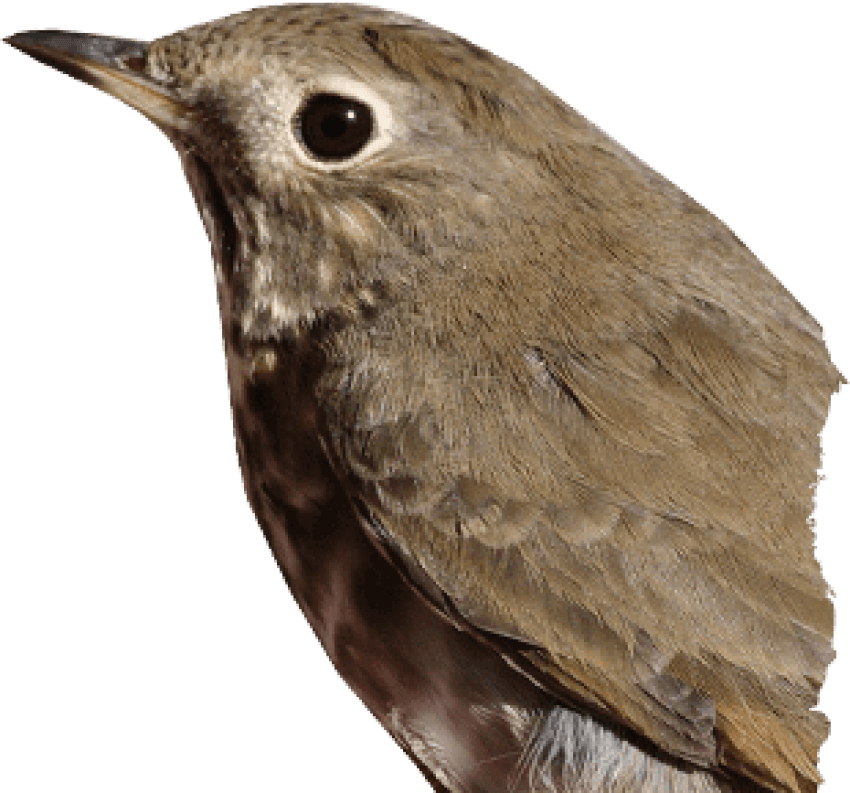 Thrushes Transparent Png (black, gray)