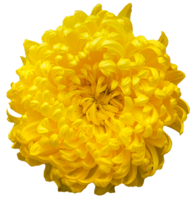 Chrysanthemum Png Clipart (black, orange, gold)