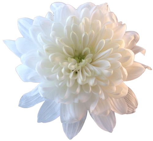 Chrysanthemum Png File (black, silver, lavender)