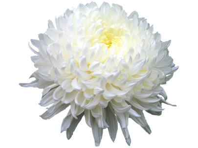 Chrysanthemum Png Hd (black, silver, lavender)