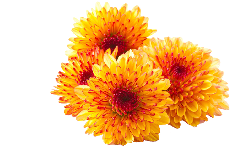 Chrysanthemum Png Photos (black, orange)