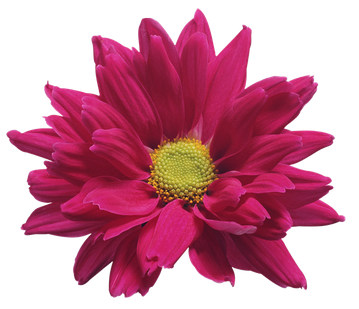 Chrysanthemum Png Pic (black, maroon)