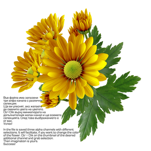 Chrysanthemum Png Transparent Image (black, orange, chocolate)