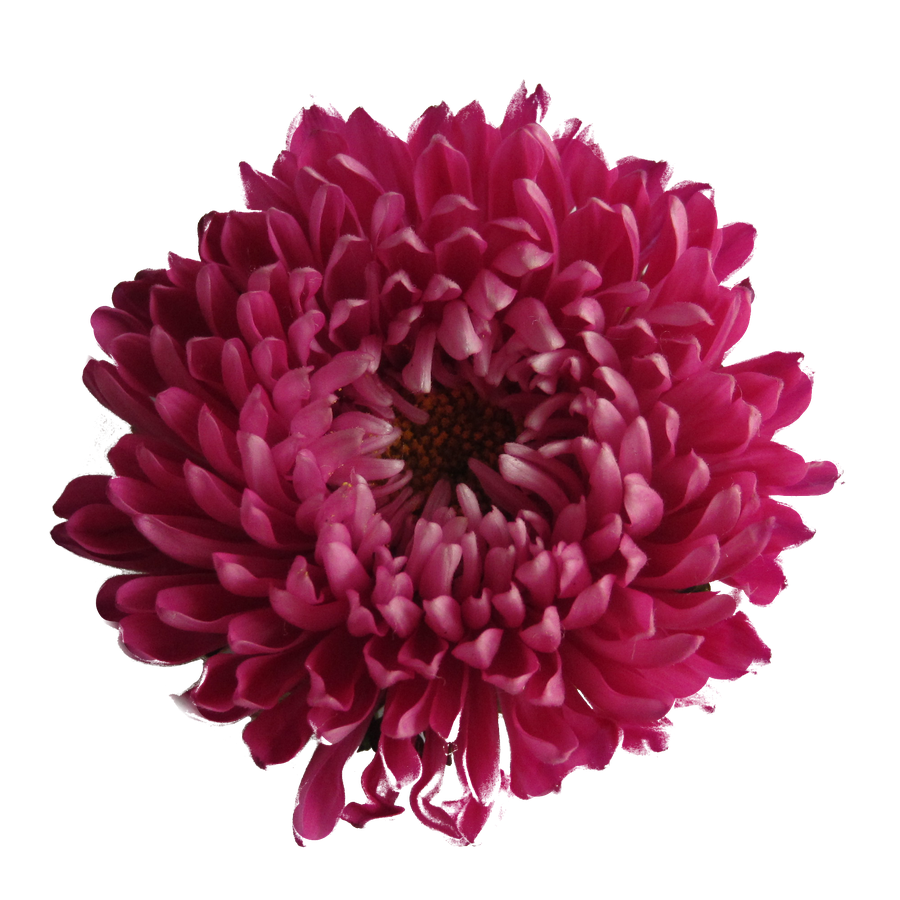 Chrysanthemum Transparent Background (black, maroon)