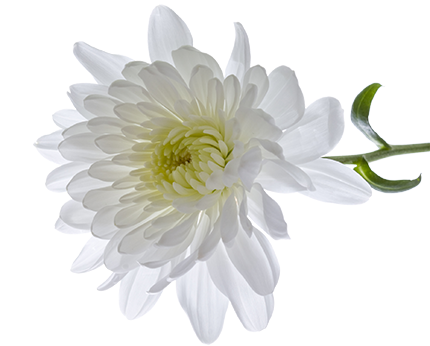 Chrysanthemum Transparent Png (white, lavender)