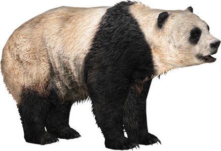 Giant Panda Png (black)