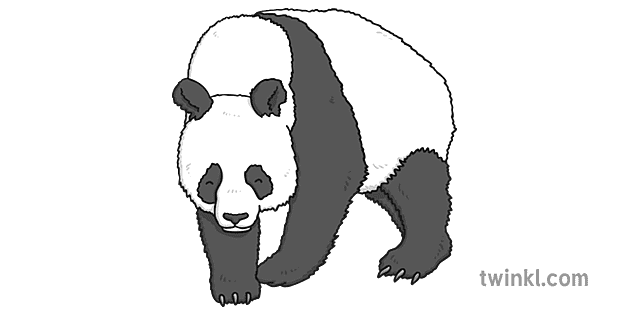 Giant Pandas Png File (gray, white)