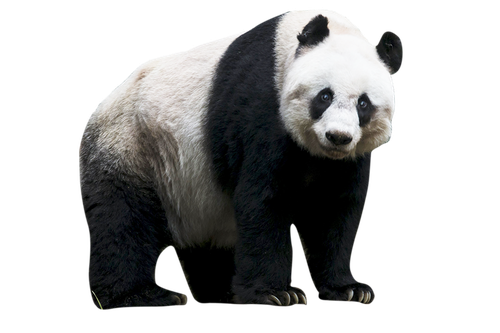 Giant Pandas Png Isolated Photo (black)