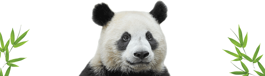 Giant Pandas Png (black, white)