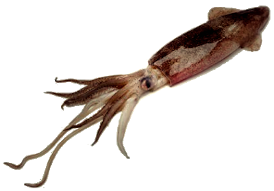 Giant Squid Png Free Download (black)