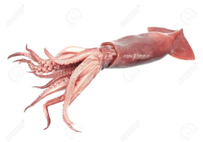 Giant Squid Transparent Png (black, silver)