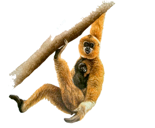 Gibbon Png Image (black, white)